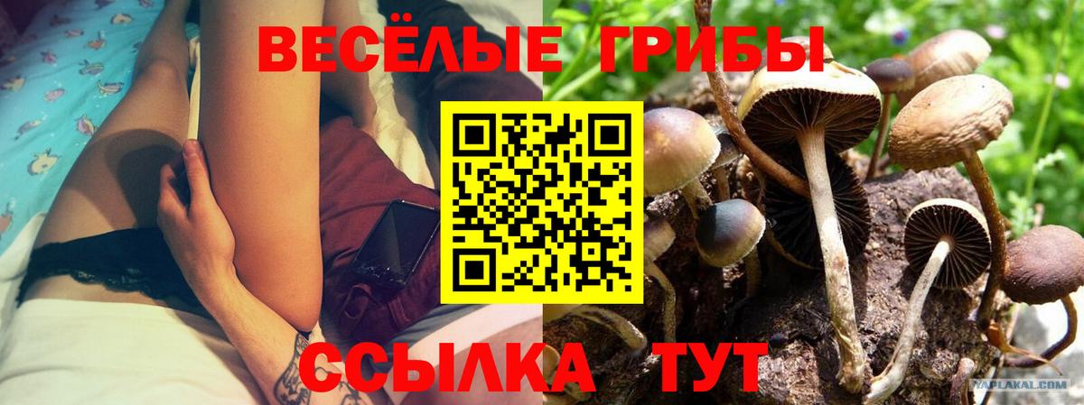 Галлюциногенные грибы Cubensis Одинцово